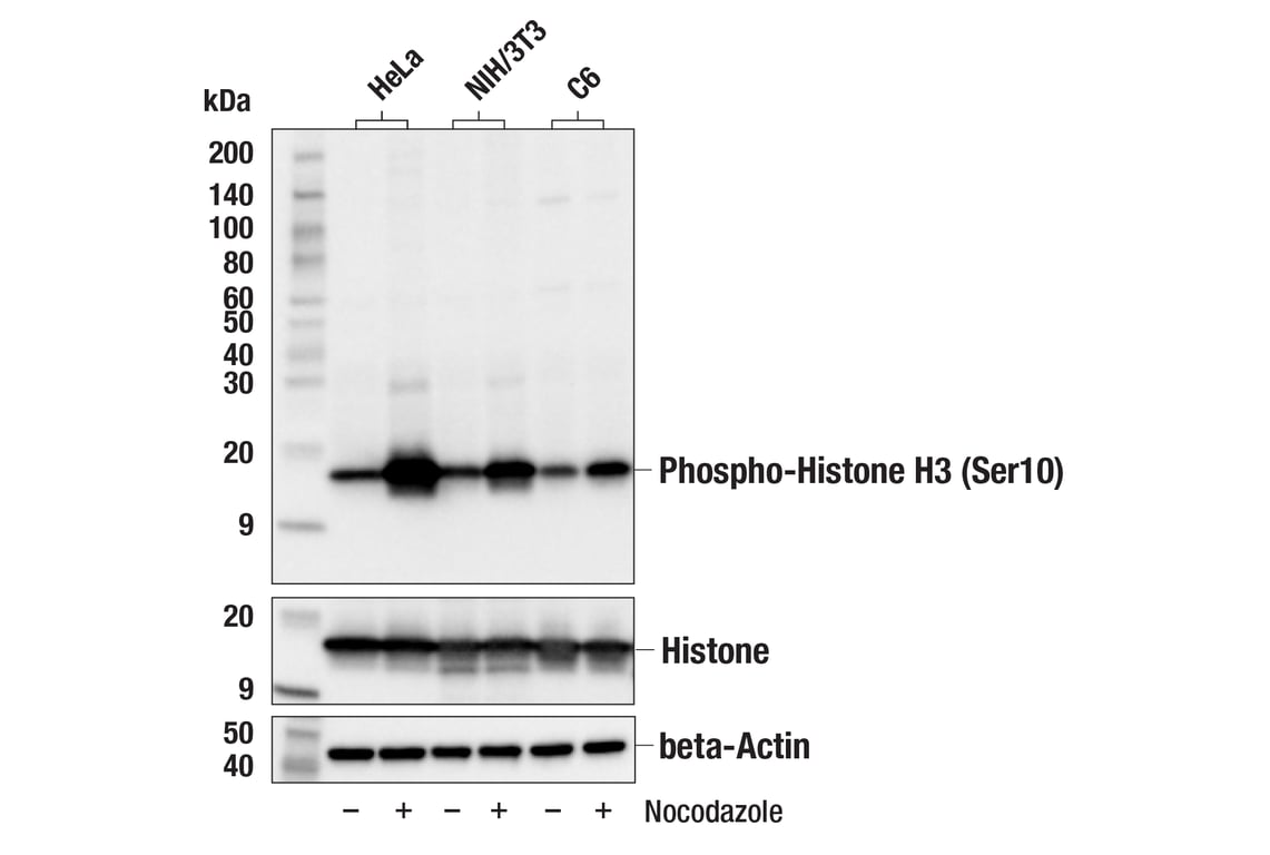 Western Blotting Image 2: Phospho-Histone H3 (Ser10) (D7N8E) Rabbit Monoclonal Antibody