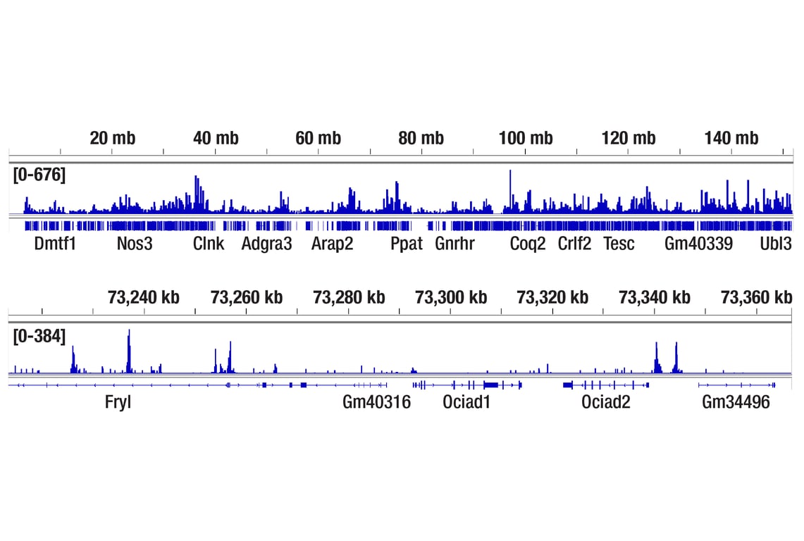 CUT & Tag Image 2: TCF1/TCF7 (E6O1K) Rabbit Monoclonal Antibody