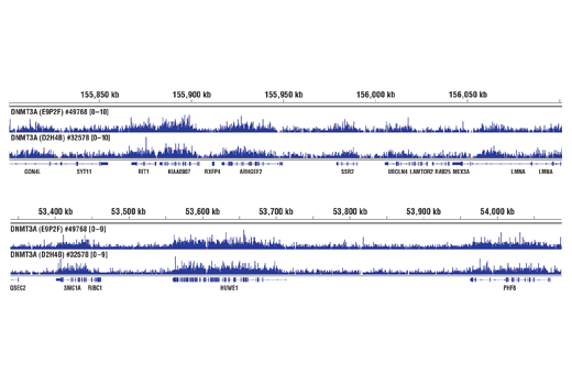 undefined Image 19: DNA Methylation Antibody Sampler Kit