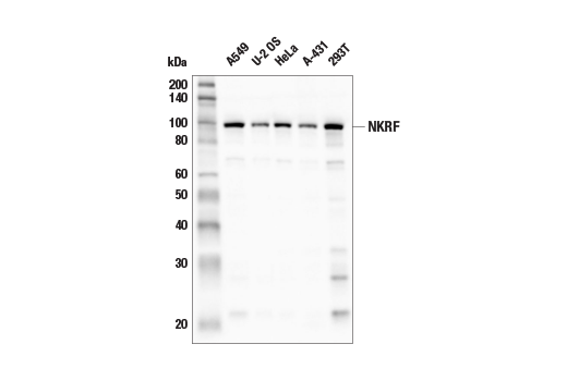 Western Blotting Image 1: NKRF (E9G1T) Rabbit mAb