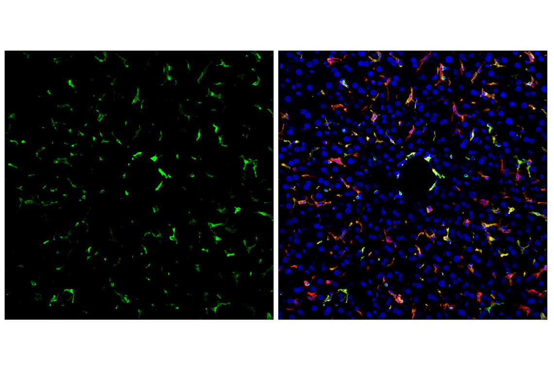 Immunofluorescence Image 2: MHC Class II (I-A/I-E) (M5/114.15.2) Rat Monoclonal Antibody (FITC Conjugate)