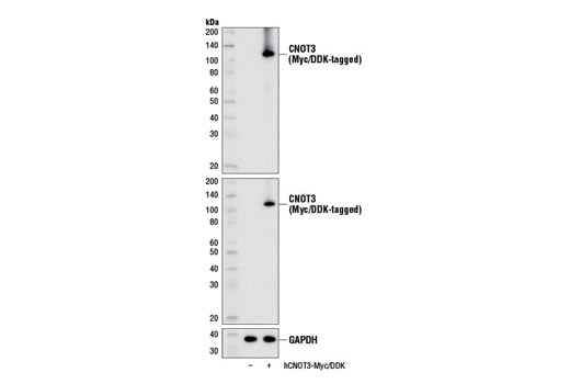 Western Blotting Image 2: CNOT3 (E1L9S) Rabbit Monoclonal Antibody