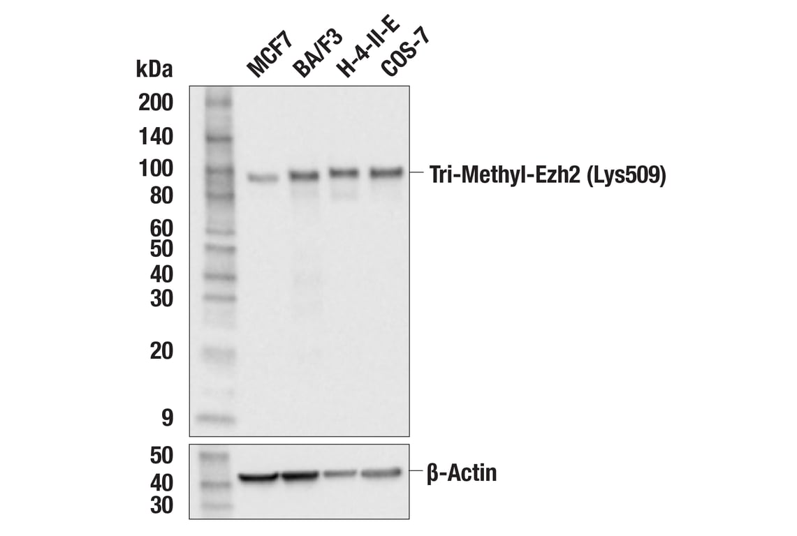 Western Blotting Image 2: Tri-Methyl-Ezh2 (Lys509) (F1D1Q) Rabbit Monoclonal Antibody