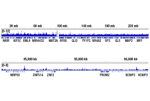 Chromatin Immunoprecipitation Image 2: Histone H2A.Z (E9M5G) Rabbit Monoclonal Antibody