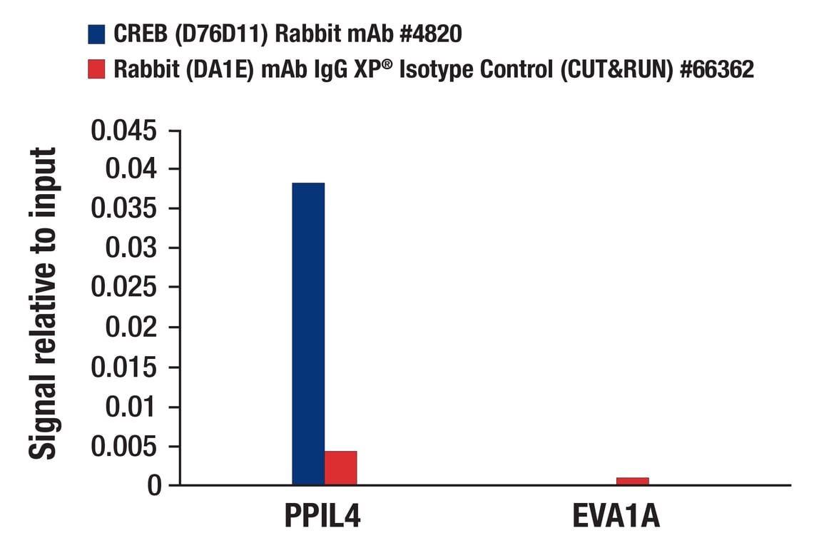 CUT & RUN Image 3: CREB (D76D11) Rabbit Monoclonal Antibody