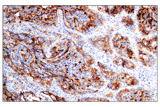 Immunohistochemistry Image 1: DAF/CD55 (E7G2U) Rabbit Monoclonal Antibody (BSA and Azide Free)