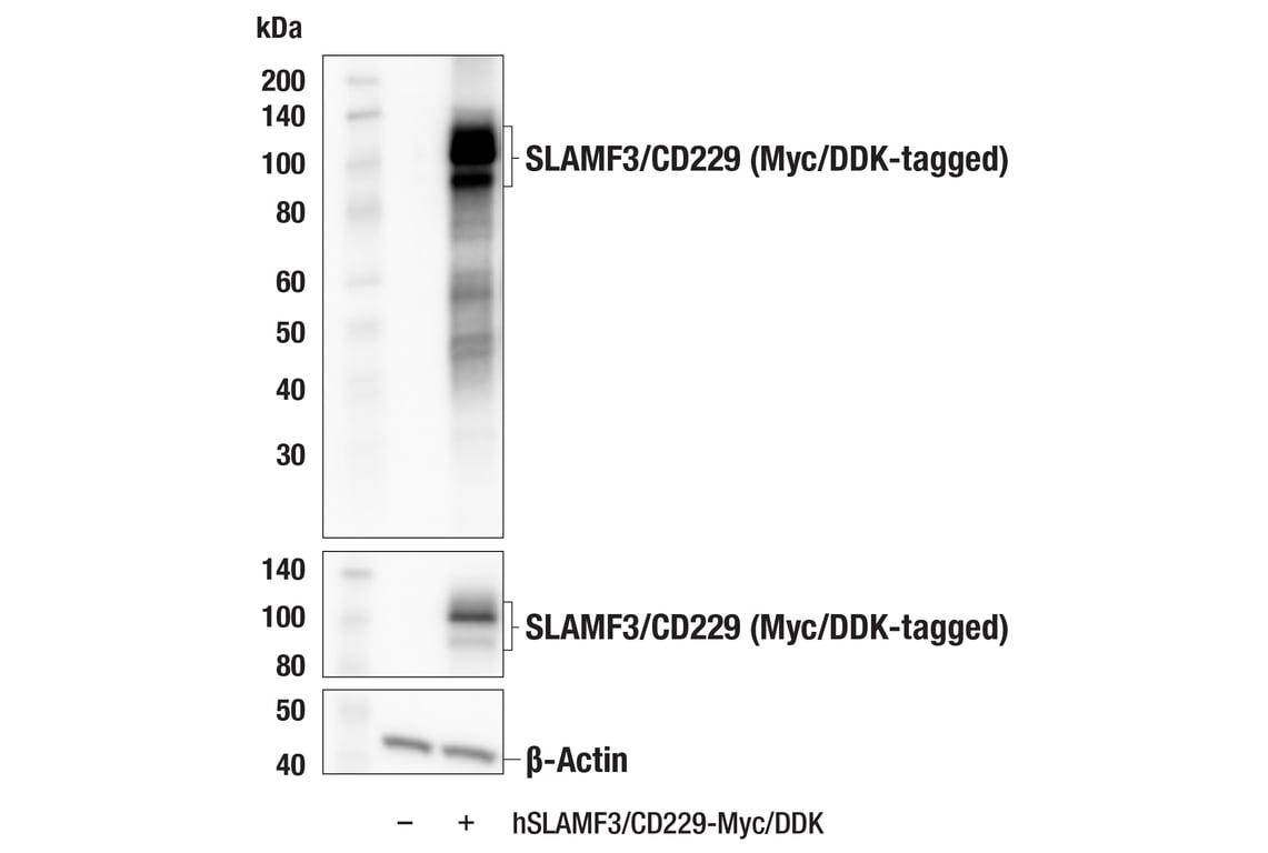 Western Blotting Image 2: SLAMF3/CD229 (E5E8A) Rabbit Monoclonal Antibody