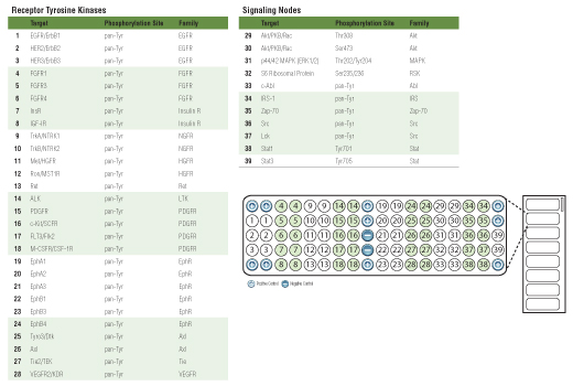 undefined Image 5: PathScan<sup>®</sup> RTK Signaling Antibody Array Kit (Fluorescent Readout)