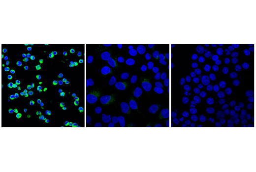 Immunofluorescence Image 1: FGL1 (E7C1Q) Rabbit Monoclonal Antibody (BSA and Azide Free)