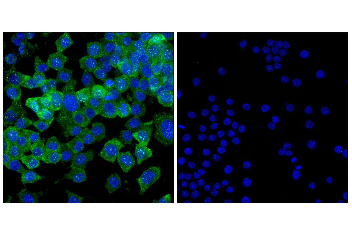 Immunofluorescence Image 1: HuD/ELAVL4 (F4F3X) Rabbit Monoclonal Antibody