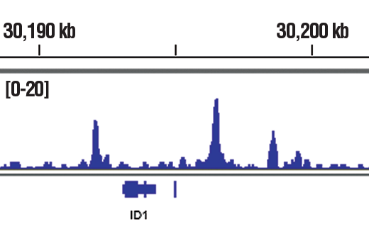 undefined Image 12: SMAD2/3 Antibody Sampler Kit