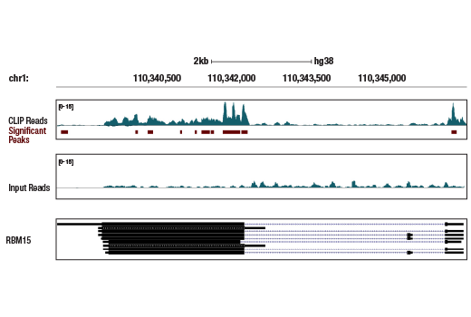 eCLIP Image 1: RBM15 (E8Y8A) Rabbit Monoclonal Antibody