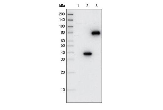 Western Blotting Image 1: Glu-Glu Tag Antibody