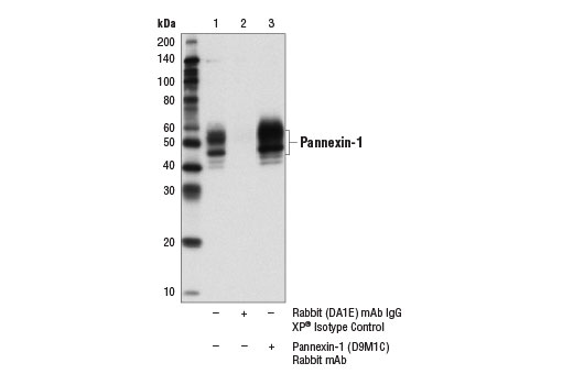 Immunoprecipitation Image 1: Pannexin-1 (D9M1C) Rabbit Monoclonal Antibody