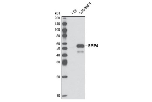 Western Blotting Image 1: BMP4 (6B7) Mouse mAb