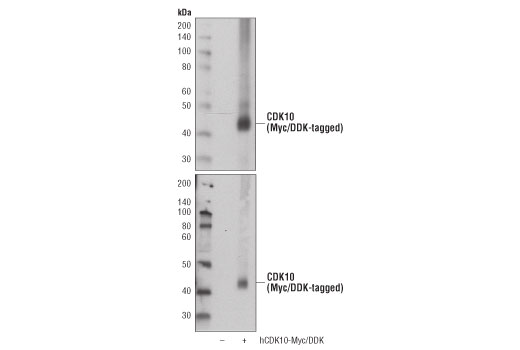Western Blotting Image 2: CDK10 (D8Z7Z) Rabbit Monoclonal Antibody