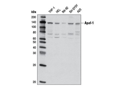 Apaf-1 (D5C3) Rabbit mAb | Cell Signaling Technology