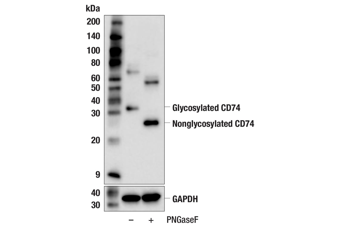 Western Blotting Image 2: CD74 (F6K1S) Rabbit Monoclonal Antibody