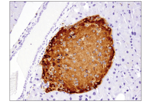 Immunohistochemistry Image 6: Synaptophysin (D8F6H) Rabbit Monoclonal Antibody (BSA and Azide Free)