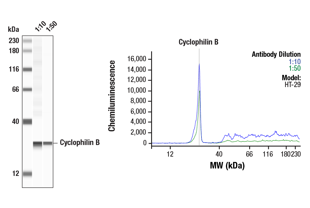 Western Blotting Image 1: Cyclophilin B (D1V5J) Rabbit Monoclonal Antibody