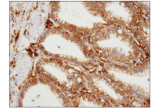 Immunohistochemistry Image 1: 4F2hc/SLC3A2 (D5U4G) Rabbit Monoclonal Antibody
