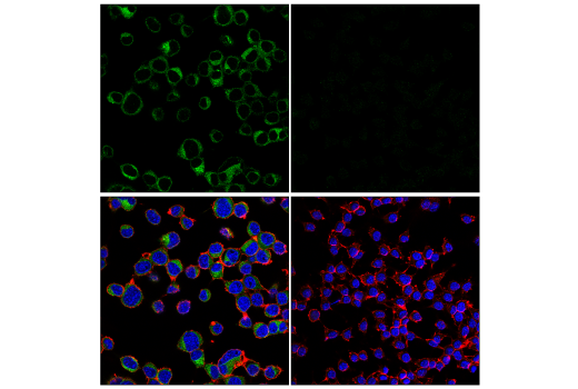 Immunofluorescence Image 1: BACE2 (E3Y9Q) Rabbit Monoclonal Antibody