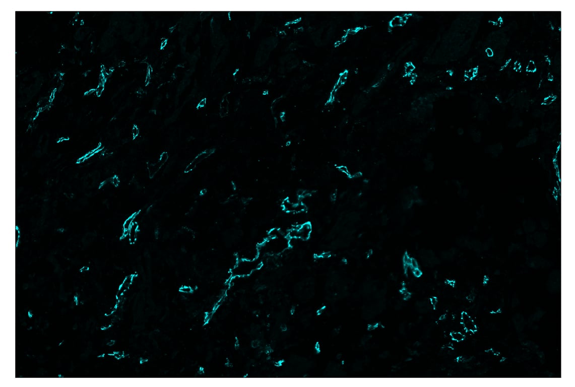 Immunohistochemistry Image 5: CD31 (PECAM-1) (89C2) & CO-0028-488 SignalStar<sup>™</sup> Oligo-Antibody Pair