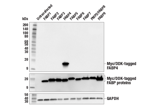 Western Blotting Image 2: FABP4 (E6E8B) Rabbit Monoclonal Antibody