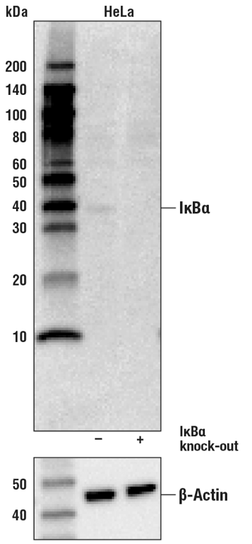 Western Blotting Image 2: IkappaB alpha (112B2) Mouse Monoclonal Antibody (Carboxy-terminal Antigen)