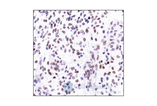 Immunohistochemistry Image 3: c-Jun (60A8) Rabbit Monoclonal Antibody (BSA and Azide Free)