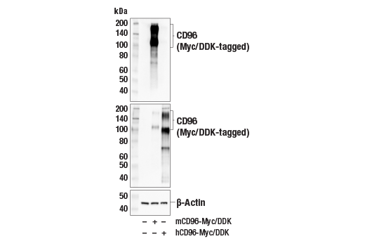 Western Blotting Image 2: CD96 (E1Y2Z) Rabbit Monoclonal Antibody