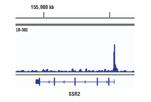 Chromatin Immunoprecipitation Image 1: ELL (D7N6U) Rabbit Monoclonal Antibody
