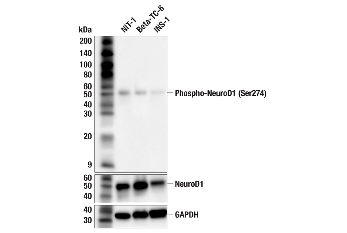 undefined Image 3: PhosphoPlus<sup>®</sup> NeuroD1 (Ser274) Antibody Duet