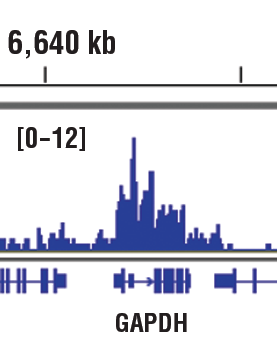Chromatin Immunoprecipitation Image 1: Tri-Methyl-Histone H3 (Lys79) (E8B3M) Rabbit Monoclonal Antibody