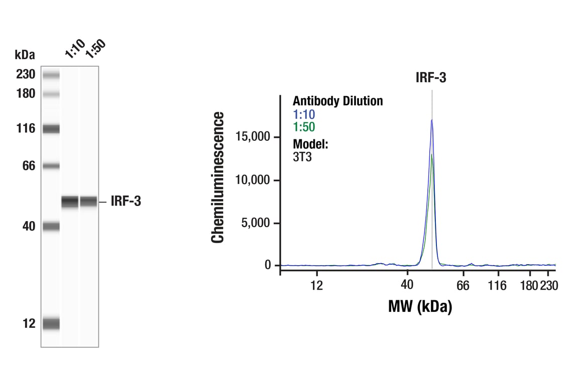 Western Blotting Image 1: IRF-3 (D83B9) Rabbit Monoclonal Antibody