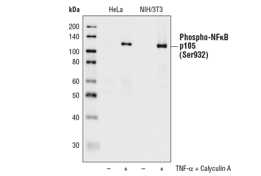 Western Blotting Image 2: Phospho-NF-kappaB p105 (Ser932) (18E6) Rabbit Monoclonal Antibody