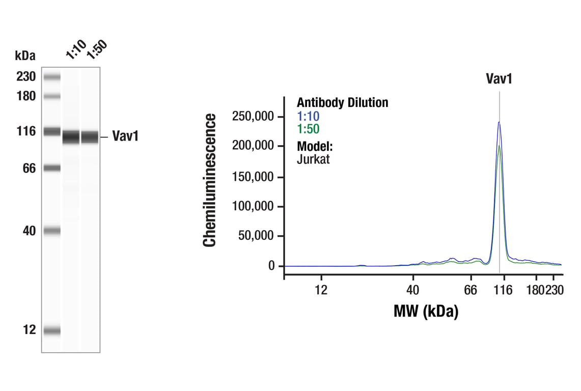 Western Blotting Image 1: Vav1 (D45G3) Rabbit Monoclonal Antibody