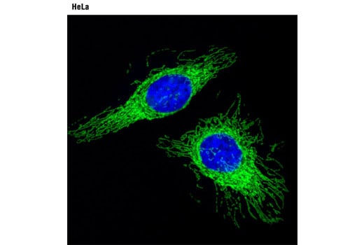 Immunofluorescence Image 1: COX IV (4D11-B3-E8) Mouse Monoclonal Antibody (BSA and Azide Free)