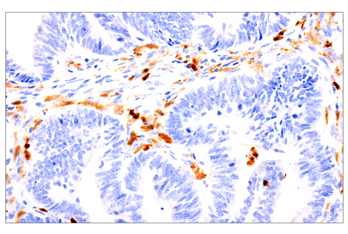 Immunohistochemistry Image 1: p47phox (F3Y6C) Rabbit Monoclonal Antibody (BSA and Azide Free)