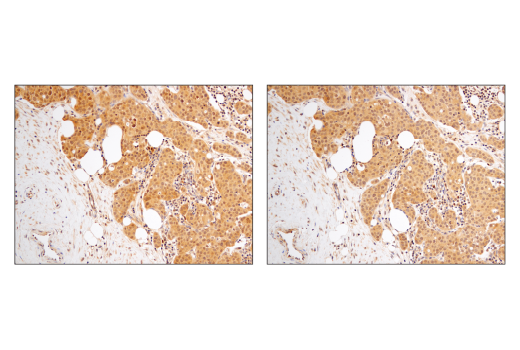 Immunohistochemistry Image 5: SHP-2 (D50F2) Rabbit Monoclonal Antibody
