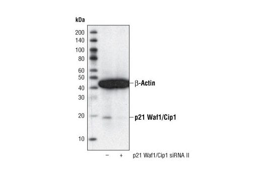 Western Blotting Image 3: p21 Waf1/Cip1 (12D1) Rabbit Monoclonal Antibody (Biotinylated)