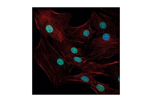 Immunofluorescence Image 1: HP1 gamma Antibody