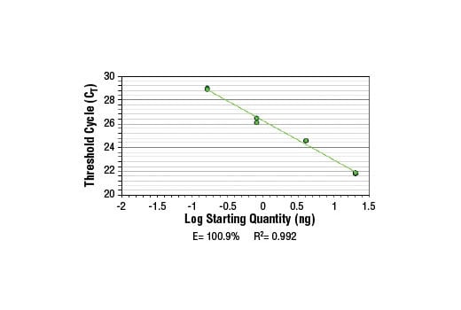 Chromatin Immunoprecipitation Image 2: SimpleChIP<sup>®</sup> Human gamma-Actin Intron 3 Primers