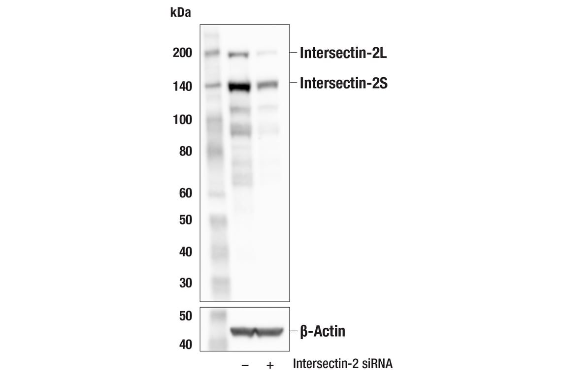 Western Blotting Image 2: Intersectin-2 (E5J9F) Rabbit Monoclonal Antibody
