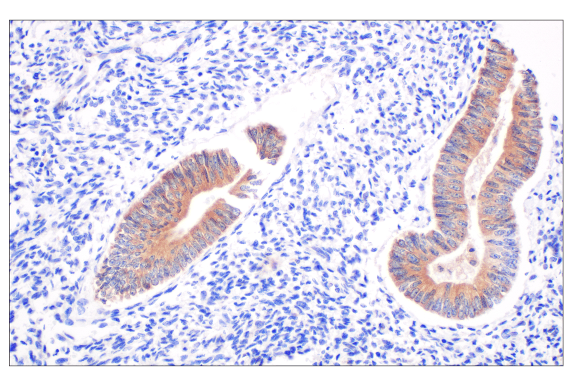 Immunohistochemistry Image 4: cPLA2 (D11H4) Rabbit Monoclonal Antibody