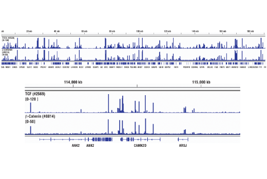 Chromatin Immunoprecipitation Image 2: Non-phospho (Active) beta-Catenin (Ser33/37/Thr41) (D13A1) Rabbit Monoclonal Antibody