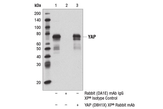 Immunoprecipitation Image 1: YAP (D8H1X) Rabbit Monoclonal Antibody