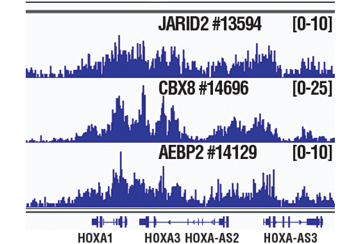 undefined Image 27: Polycomb Group 2 (PRC2) Antibody Sampler Kit