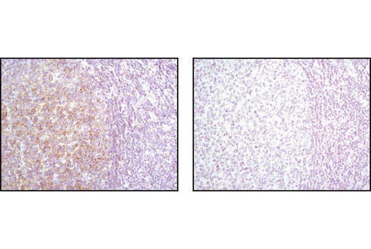 Immunohistochemistry Image 2: Lyn (C13F9) Rabbit Monoclonal Antibody