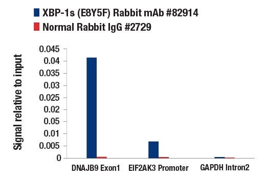 Chromatin Immunoprecipitation Image 1: XBP-1s (E8Y5F) Rabbit Monoclonal Antibody